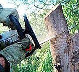 Best Tree Preservation Services  in St Hedwig, TX