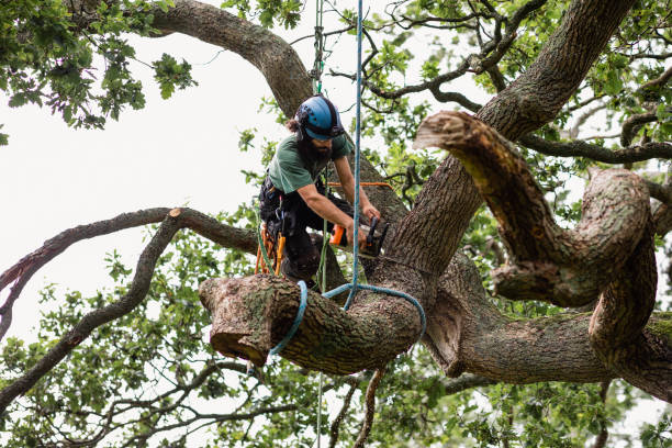 Best Commercial Tree Services  in St Hedwig, TX
