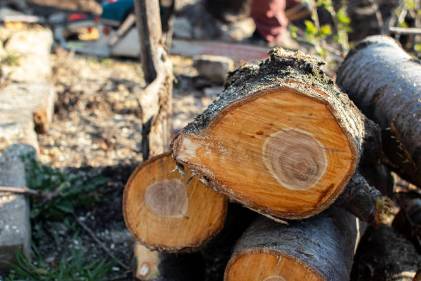 Best Arborist Consultation Services  in St Hedwig, TX