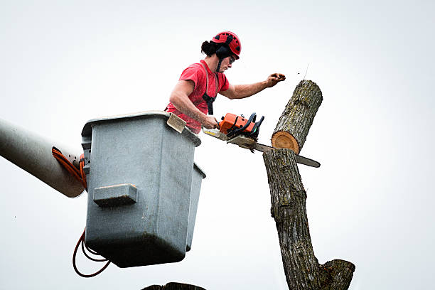 Trusted St Hedwig, TX Tree Care Experts