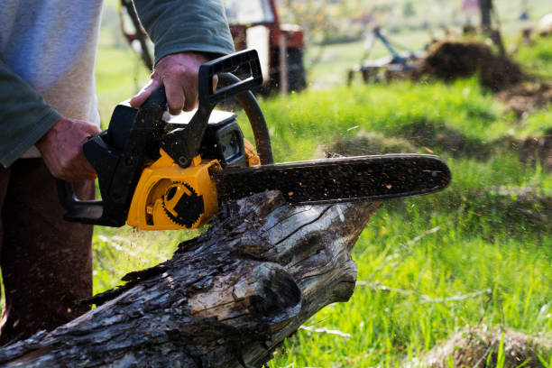 Best Fruit Tree Pruning  in St Hedwig, TX