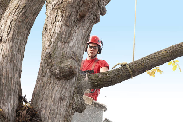 Best Arborist Consultation Services  in St Hedwig, TX
